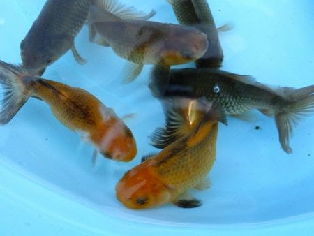 私の金魚道と ジャンボオランダ獅子頭 小さな巨人と ささやかな出来事