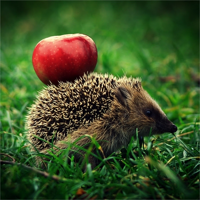 Beautiful Nature Animals...