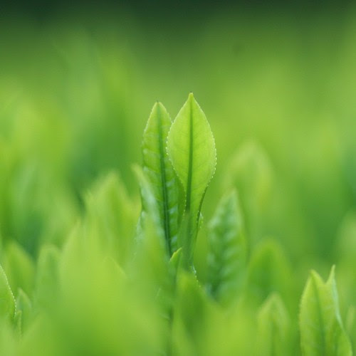 Tea leaf　八十八夜