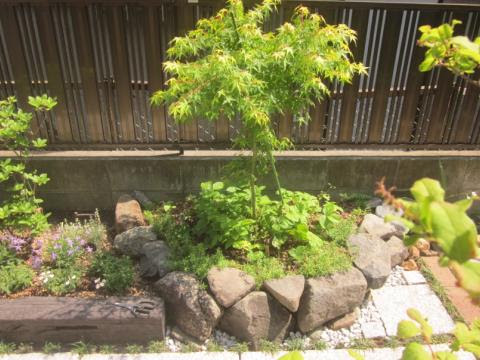 モミジ 桂の6月の様子 猫と園芸