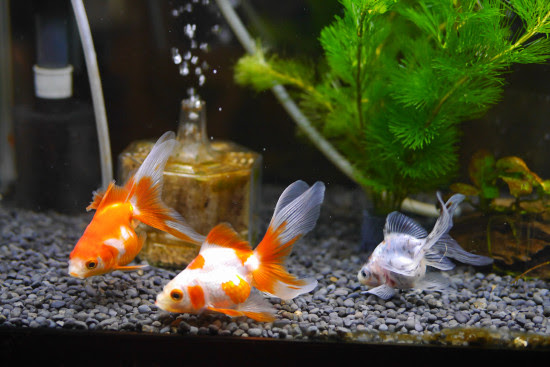 琉金の餌の量 ハムオのパキポディウム実生日記
