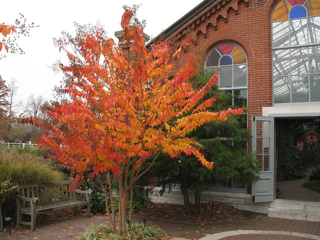 Crape myrtle - Traditional - Landscape - st louis - by Missouri ...