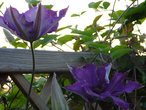 Clematis 2008 (01)
