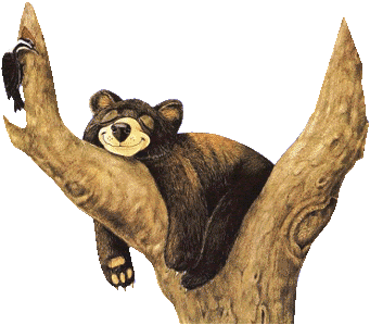  photo BearSleeping.gif