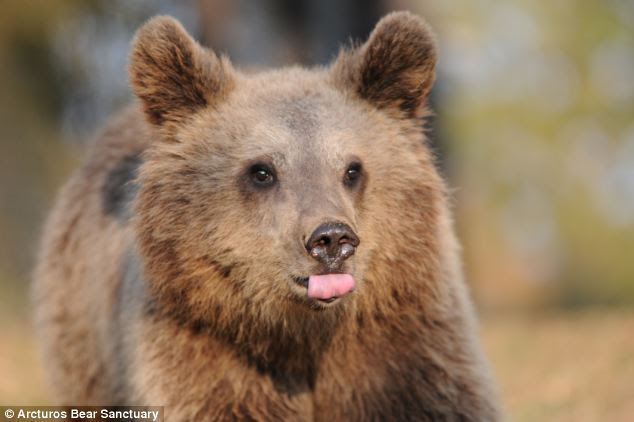 Releasing brown bear cubs like Zoe back into the wild is a difficult and dangerous thing to do, and has only been managed once before in Greece, when Arcturos successfully set two cubs free