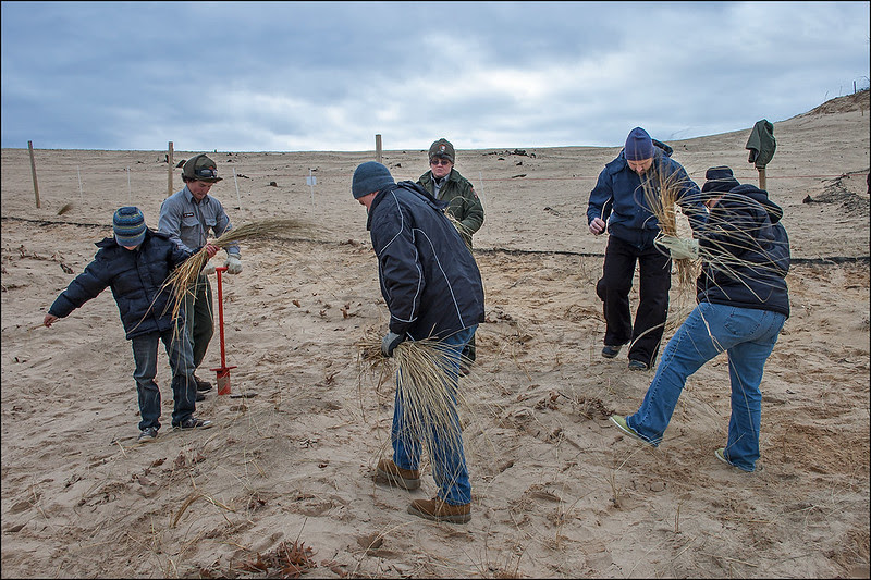 Planting Marram Grass