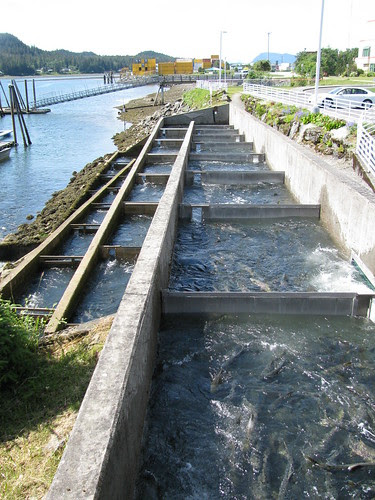 Fish Ladder