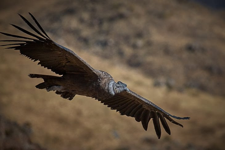 As 10 aves que voam mais alto