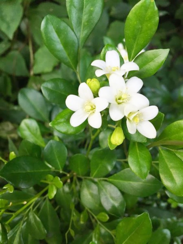 盛开的花儿最是美好 欣赏花儿 欣赏美好 看点快报