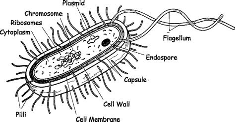 jacquotvictorybiology licensed   commercial