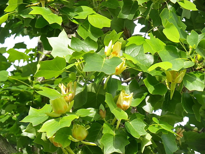 プラタナスの花 山陽小野田市 江汐公園