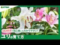 [最も好ましい] ユリ 花 画��� 291786-ユリ 花 画像