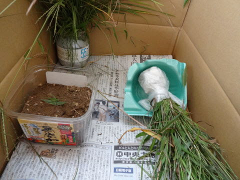 ショウリョウバッタの飼い方 ダンボールで作る虫ケース マザーズバッグ 抱っこ紐の選び方 楽天ブログ