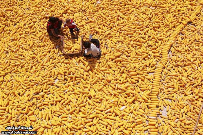 صور حول العالم : أكبر حشرة بالعالم + مياه نهر الدانوب .. والمزيد