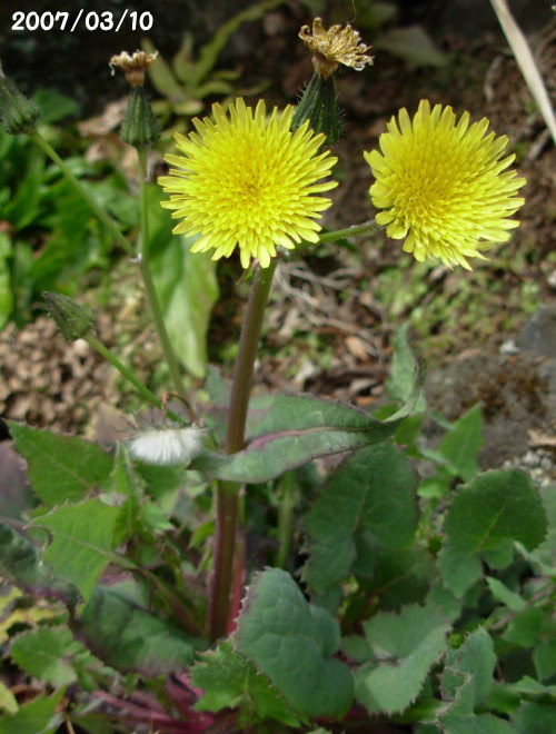 アキノノゲシ ノゲシ