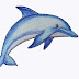 How to Draw a Dolphin That Looks Real