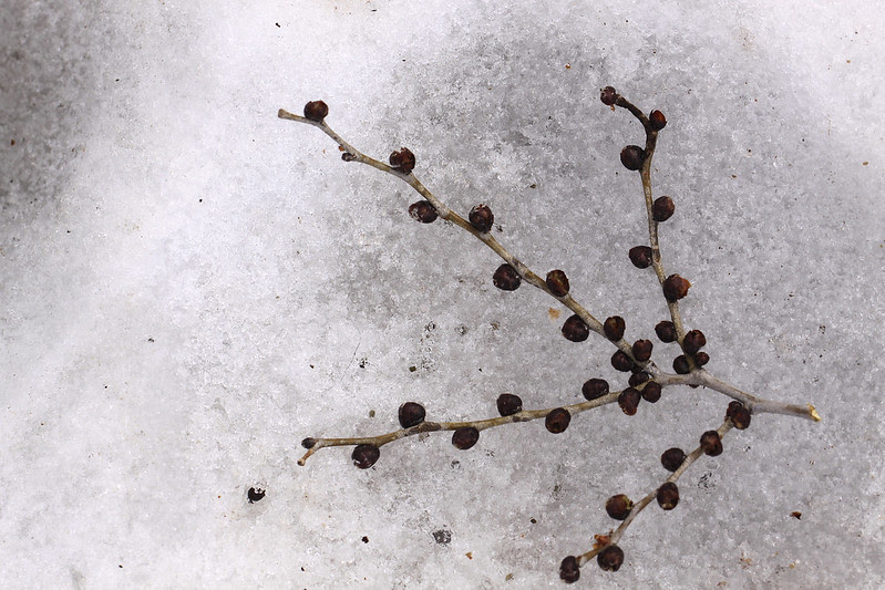 berries on snow