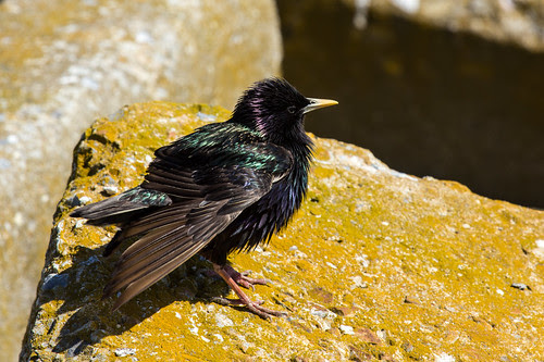 European Starling