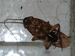 cucaracha
