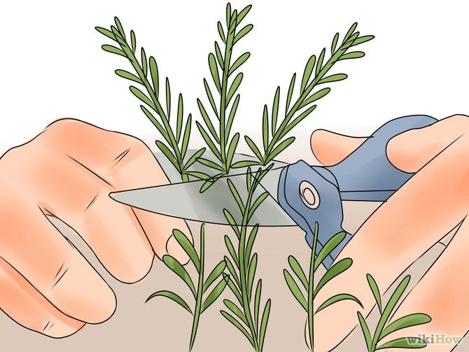 Grow Rosemary Step 7.jpg