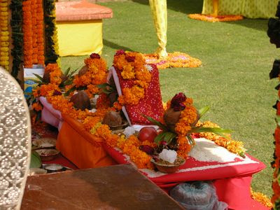 マリーゴールド Blue Lotus Archive