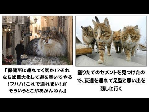 犬猫動画 最高におもしろ犬 猫 動物のハプニング 動物おもしろ画像 吹いたら負け ペット 60 長さ 2 39 犬猫おもしろ 動画まとめ
