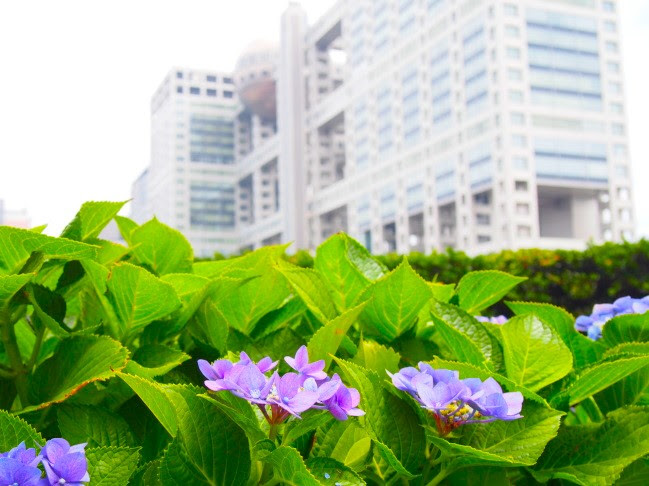 お台場海浜公園花散歩