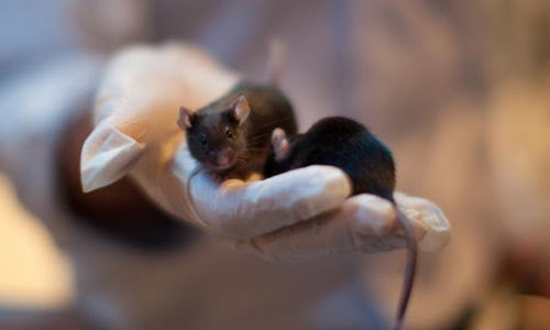 Researcher uses DNA therapy in lab mice to improve cochlear implant functionality