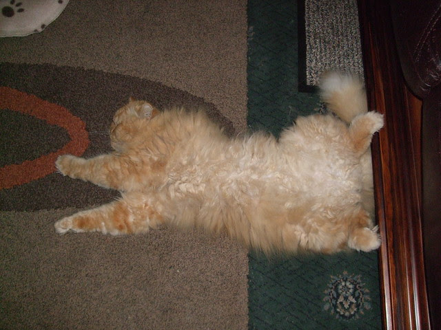 GingerJasper