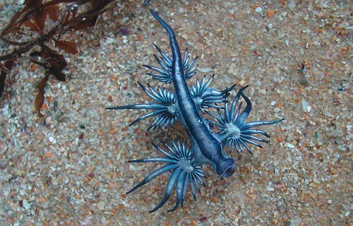 Glaucus atlanticus. mDSCN4127