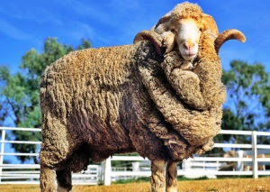 Merino sheep