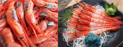 美味しい食べ方 甘エビのさばき方 田島魚問屋 宮内庁御用達 福井県三国より越前がに 甘エビ 水産加工品 新鮮な海の幸を産地直送