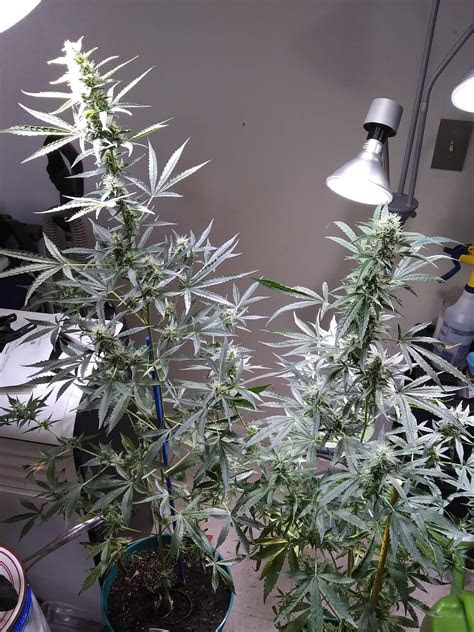 Watch this video to find out more. ILGM White Widow Autoflower 2 grow journal week11 by