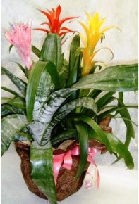 グズマニアの育て方 自然と暮らす 観葉植物