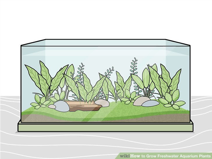 Grow Freshwater Aquarium Plants Step 5 Version 2.jpg