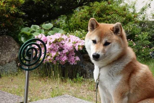 犬用の虫除けグッズおすすめ6選 犬に害のある虫と虫除け方法