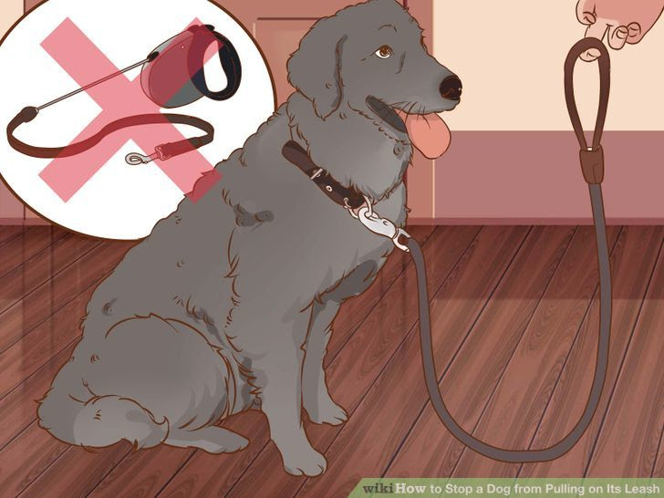 Stop a Dog from Pulling on Its Leash Step 2.jpg