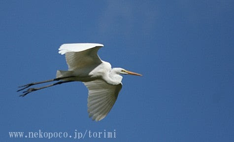 ふわりと着地 コウノトリの写真 ようこそ とりみカフェ 鳥カフェでの出来事や鳥写真