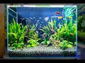 [最も選択された] 熱帯魚 水槽 綺麗 130436-熱帯魚 水槽 綺麗
