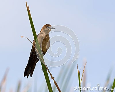 common grackle female. COMMON GRACKLE (FEMALE)