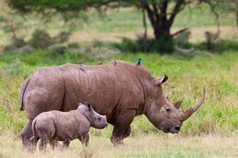 endangered animals  africa rare endangered wildlife
