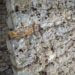 Philip Ross, mycelium, fungus furniture, Phil Ross, mushroom, mycelium building material