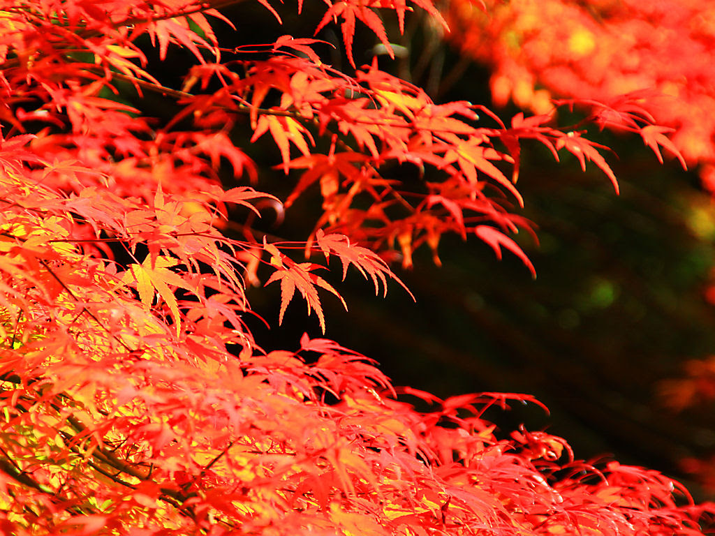 壁紙 紅葉 兵庫と神戸の写真ブログ