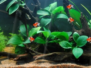 Fond D Ecran Anime Aquarium