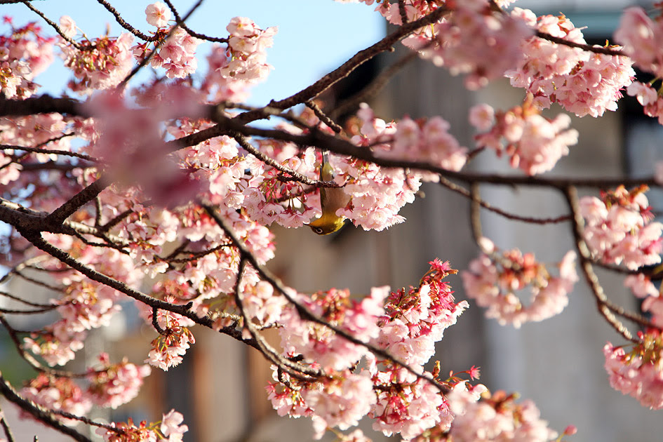 熱海桜 静岡県熱海市