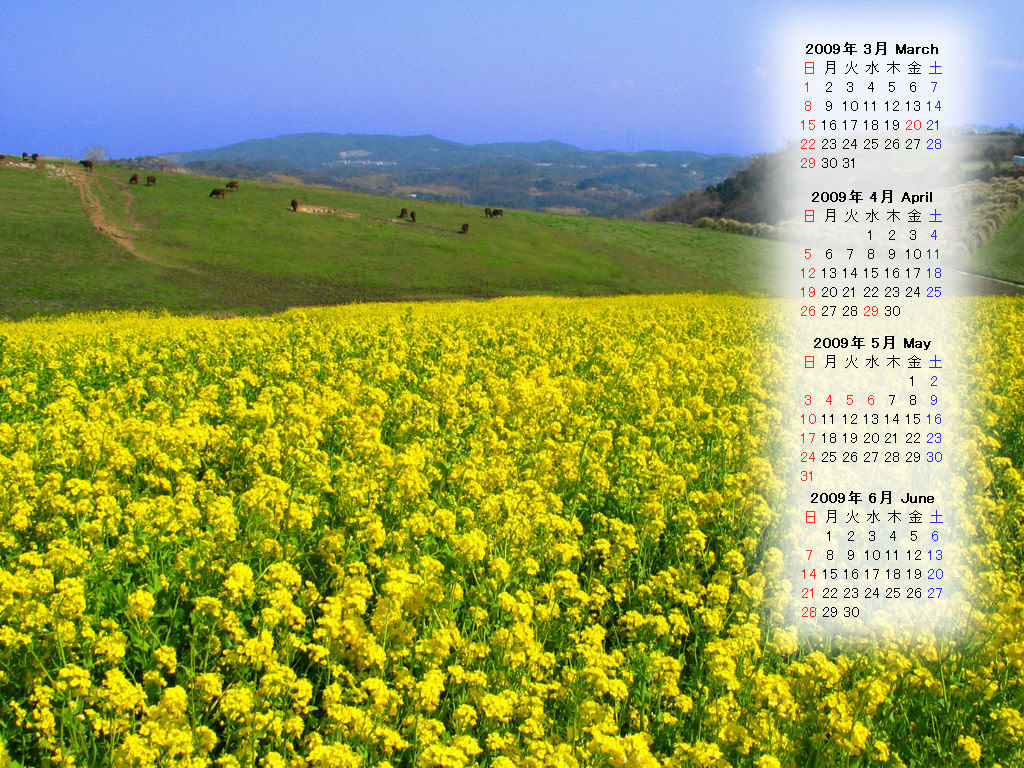 菜の花 ３月無料壁紙カレンダー 兵庫と神戸の写真ブログ