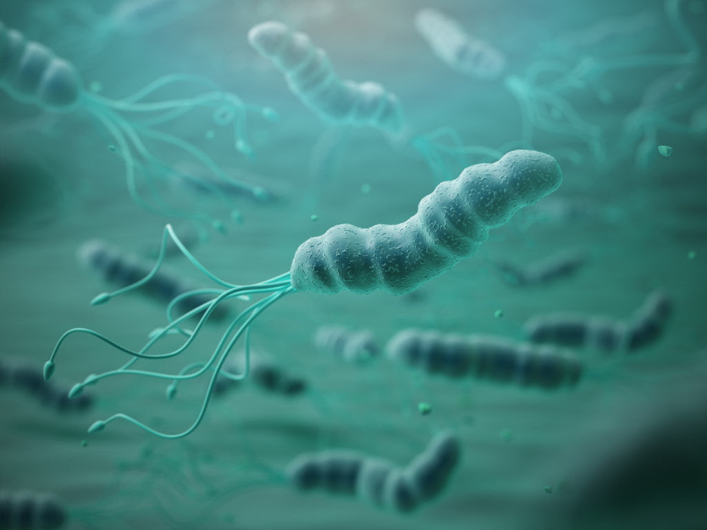 Helicobacter Pylori Symptome Diagnose Und Therapie Cerascreen