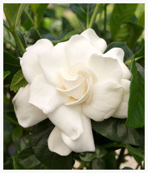  Gardenia  Aimee  Louisiana Nursery