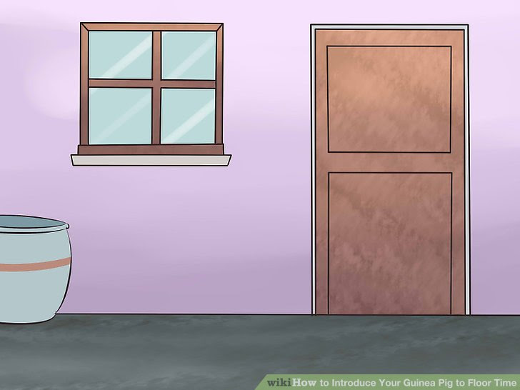 Introduce Your Guinea Pig to Floor Time Step 5.jpg