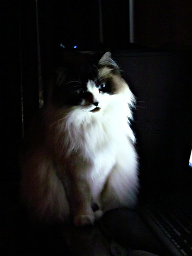 Internet snoopervisor by cherithsky